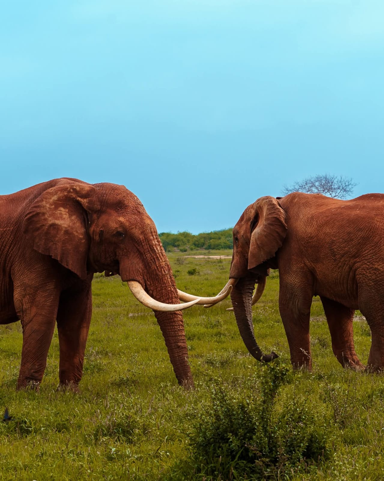 3 Day — Maasai Mara