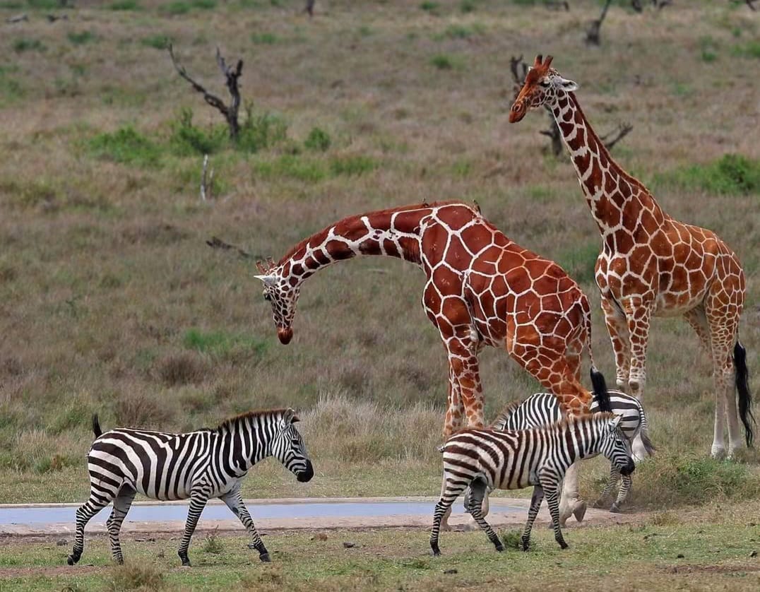 2 Day — Maasai Mara
