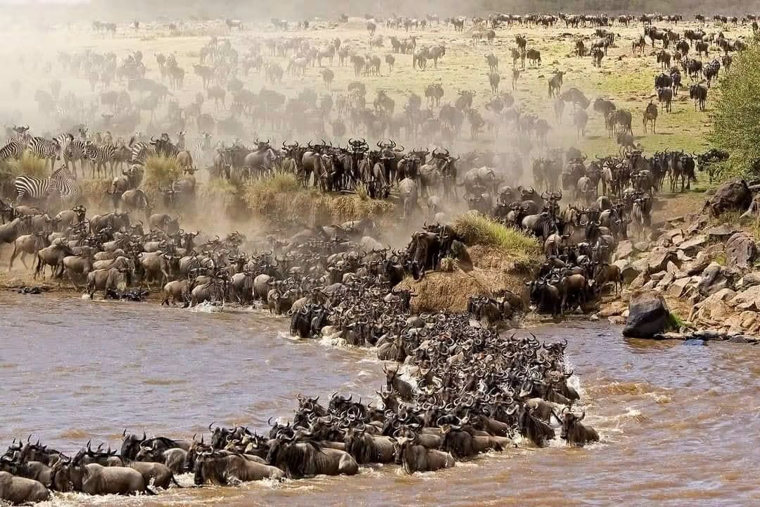 2 Day — Maasai Mara