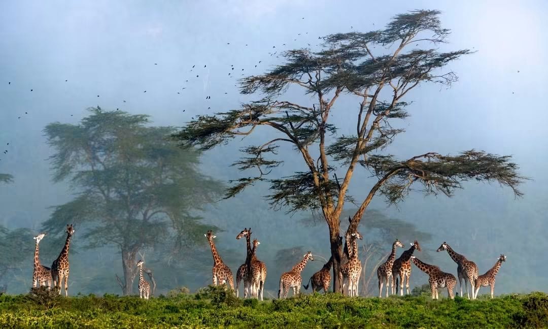 2 Day — Maasai Mara