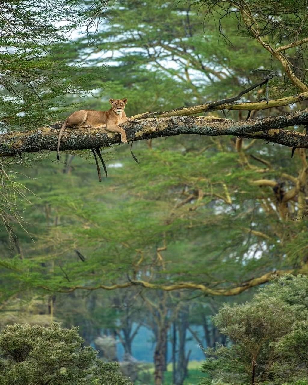 6 Day — Masai Mara + Nakuru Lake + Amboseli + Tsavo East