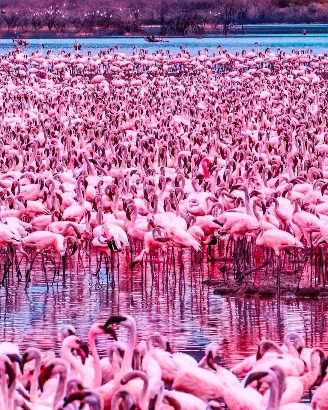 6 Day — Masai Mara + Nakuru Lake + Amboseli + Tsavo East