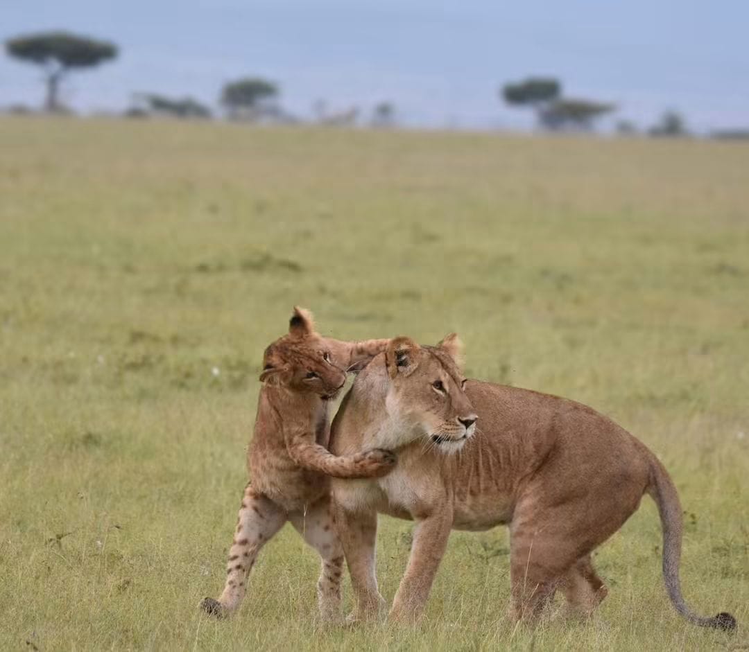 2 Day — Tsavo East