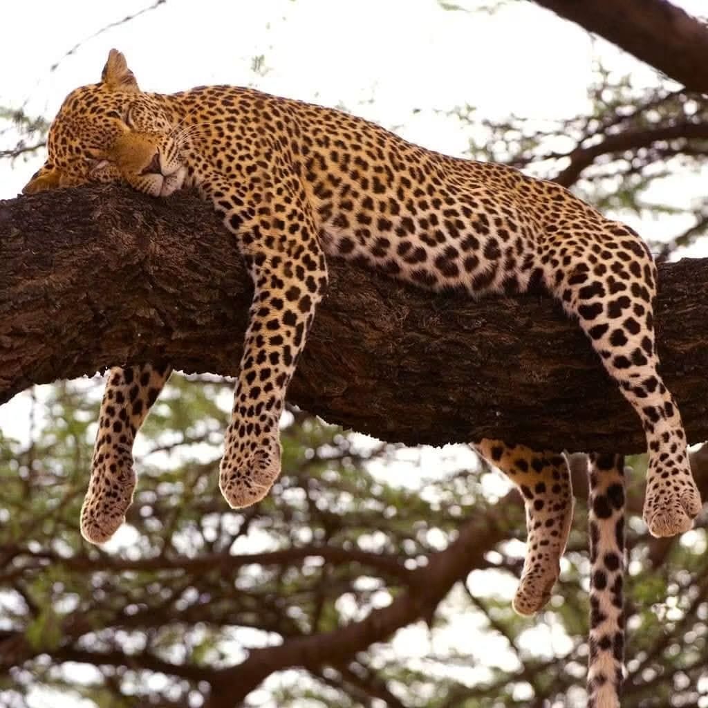 3 Day — Tsavo East + West
