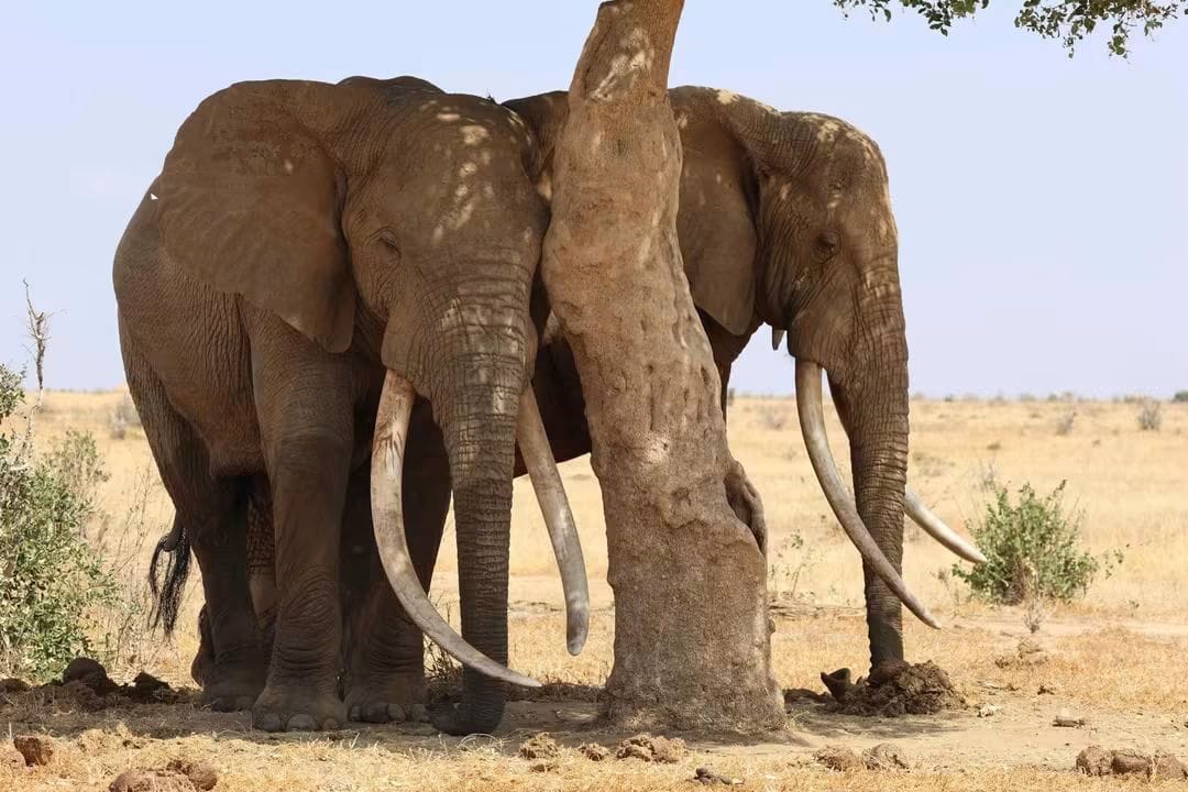 3 Day — Tsavo East + West