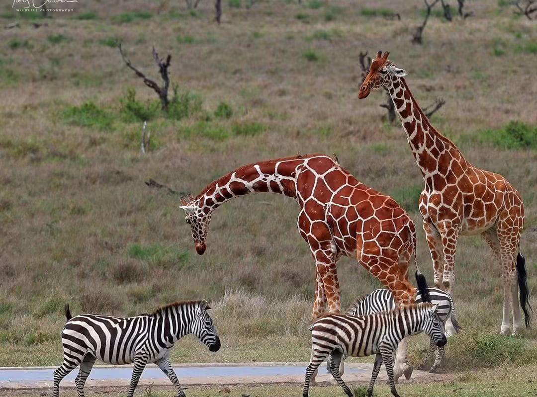6 Day — Masai Mara + Nakuru Lake + Amboseli + Tsavo East