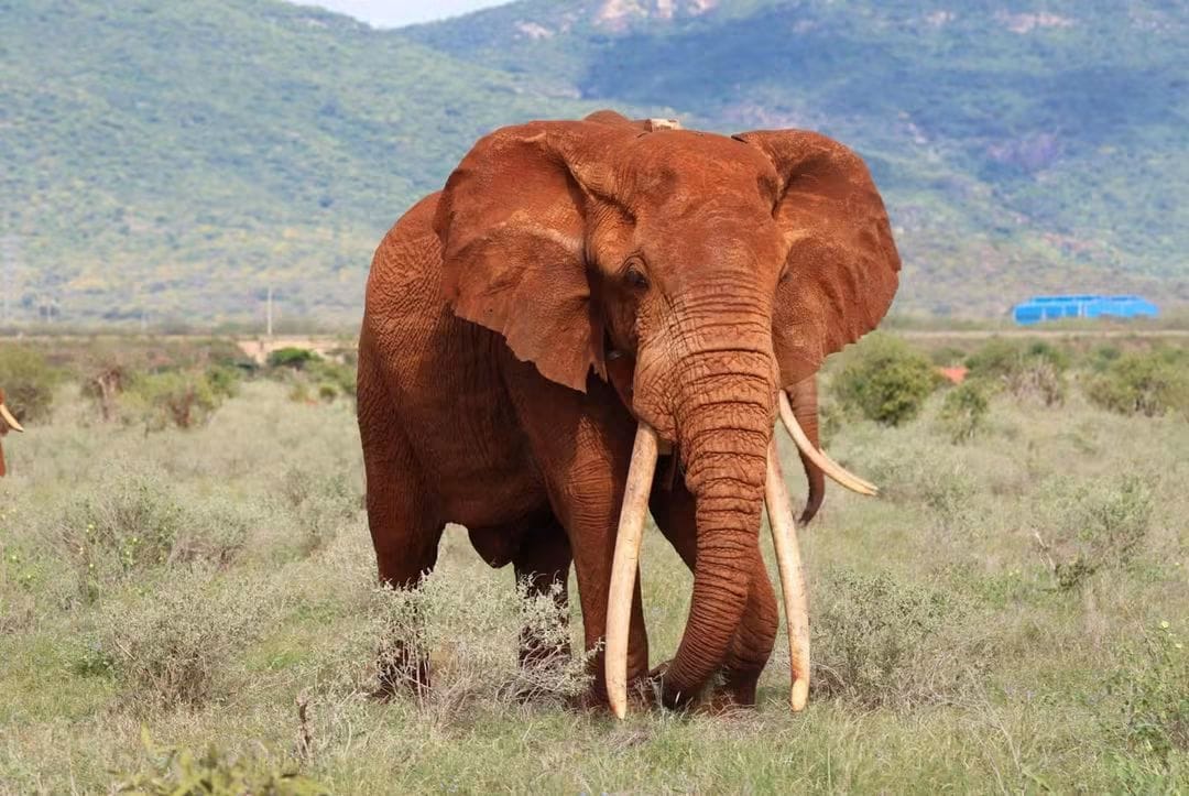 3 Day — Tsavo East + West